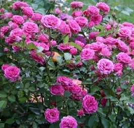 Эльмшорн - мускусные розы